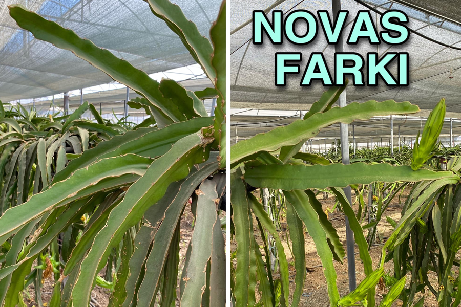 Bitkilerinize Novas Ürünleri ile can katıyoruz